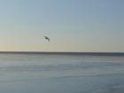Seagull in Flight
