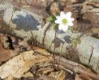 Rue Anemone