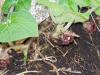 Wild Ginger at Crabtree Falls