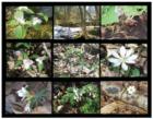 Wildflowers Of Nelson County
      Photo Notecards by 
      Carol R. Ellis