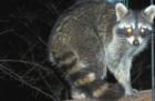 Raccoon Raider 
      Photo by Carol Ellis