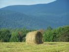 Hay Balin' time in Va. from Lester's View
      Photo by Carol Ellis