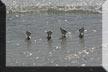 Birds of all types enjoy the beach here, including the seasonal snowbird...