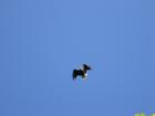 Androscoggin Lake - Eagle in Flight