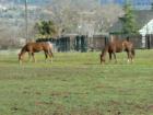 Chico has some great horse properties!