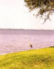 Bird by the river