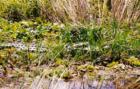 Watch your step - Gator in the Grass