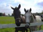 This picture is taken at Tamarack Acres. Tamarack Acres is a farm in Colts Neck that boards horses. When you see a picture like this, it is no wonder how Colts Neck got its name.