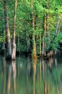 Baldcypress Swamp