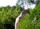 Orlando, FL: A Giraffe munching on leaves at Disney World's Animal Kindom 