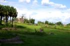 Orlando, FL: A Safari ride straight to Africa at Disney World's Animal Kingdom