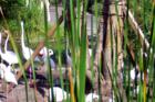 Orlando, FL: Wild Birds at Disney World's Animal Kindom