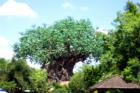 Orlando, FL: The Tree of Life at Disney World's Animal Kindom