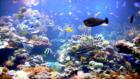Riverhead, NY: Beautifully colored fish at Long Island's Atlantis Marine World