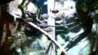 Riverhead, NY: Piranahs awaiting feeding time at Atlantis Marine World