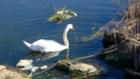 Riverhead, NY: Atlantis Marine World Swan