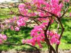 Beautiful Blooms
