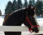 Hopewell Twp, Horse in Winter