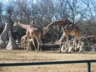The Denver Zoo