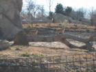 Denver Zoo
