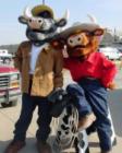 The MOO Brother at the Stock show