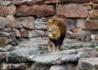 The "Boss" at the Ft. Worht Zoo