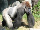 The other "Boss" at the Ft. Worth Zoo