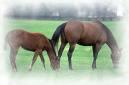 Millstone is often dubbed the new Colts Neck