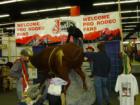 This little cowgirl in red boots and red hat wasn't so sure that bull was stuffed. 
      
      