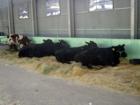 Black Angus cattle at the fat stock show