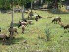 The elk are coming.