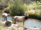Elk next to the creek