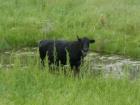 Calf on a Hot Texas Day