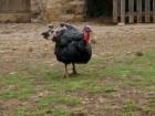 Another Texas Turkey