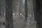 Locals come in all sizes - these wonderful creatures were found just off of La Pine State Rec Road