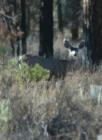 This lone Doe was spotted just east of La Pine behind Finley Butte