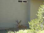 Big Buck resting in the shade on Sandhill in Sunriver