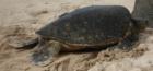 Hawaiian Sea Turtle