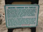 Information sign at beach about the turtles