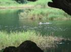 Sunset - Ducks enjoying the stream
