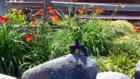 San Diego, CA: Seaport Village lovebirds