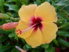 Yellow Hibiscus - Hawaii's State Flower