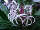 Exotic Flower