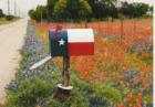 Wildflowers