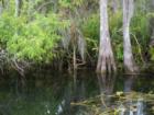Swamp by Ochopee