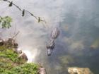 Ochopee gator