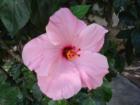 Pink Hibiscus