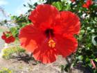 Red Hibiscus