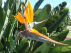 Bird of Pardise