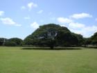 Moanalua Gardens famous monkey pod tree